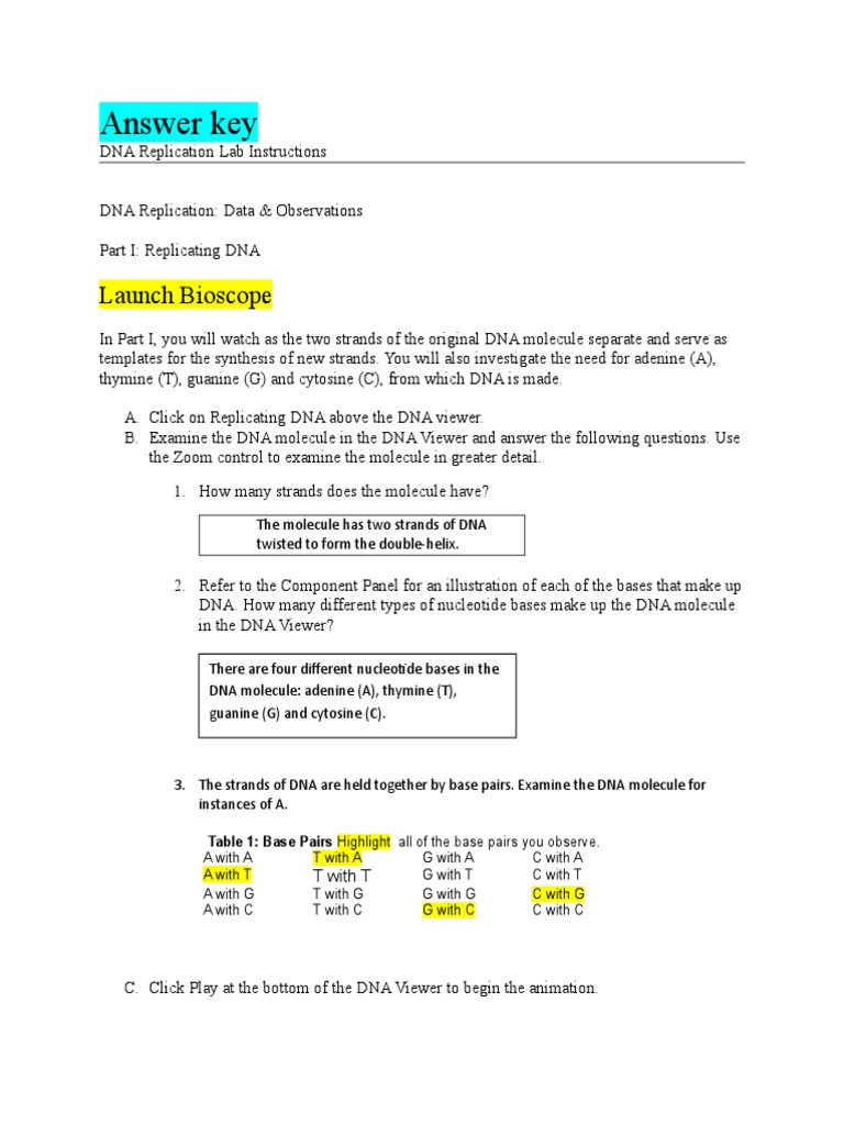 MA 255.25 DNA Replication Lab Answer Key  Dna Replication  Primer With Regard To Dna Replication Worksheet Key