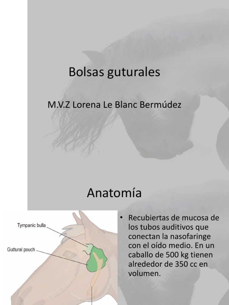 Bolsas Guturales PDF Artería Inflamación