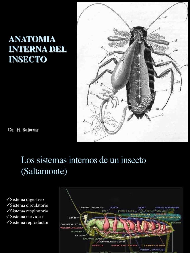 Anatomia Interna Insecto | PDF | Sistema digestivo humano | Neurona