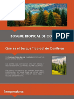 Bosque Tropical de Coniferas