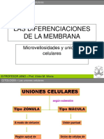 LAS DIFERENCIACIONES DE LA MEMBRANA