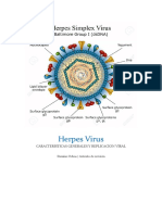 Herpes Virus