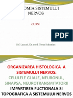 Neuroanatomie