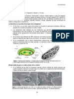 2 Fotosíntesis.pdf