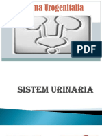 Sistema Urogenitalia