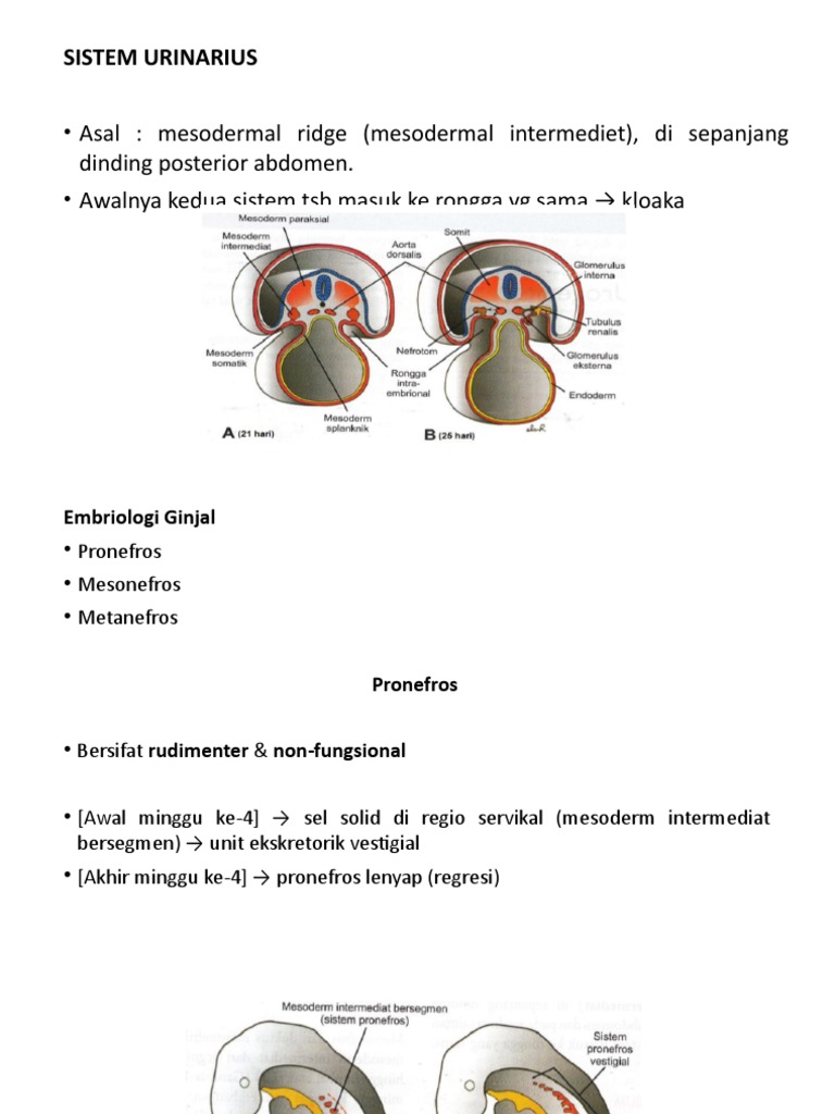 Download 57 Gambar Ginjal Pronefros Terbaru HD