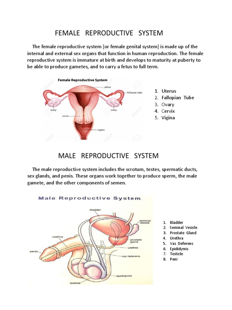 assignment on the topic reproductive system