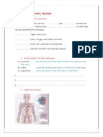 Circulatory-System 47580