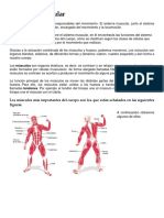 El sistema muscular.docx