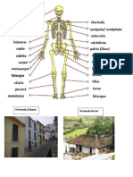 Huesos Del Cuerpo