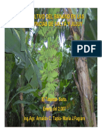 3-El Cultivo de Banano en Las Provincias de Salta y Jujuy PDF