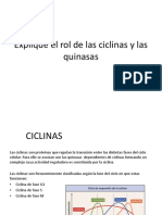 Explique El Rol de Las Ciclinas y Las