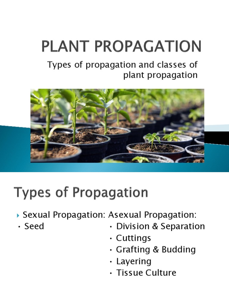 Types of Propagation and Classes of Plant Propagation | PDF | Grafting ...