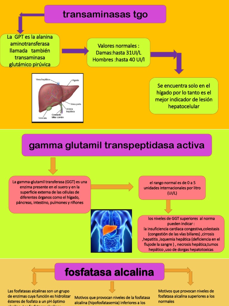 Transaminasas y fosfatasa alcalina en hígado | PDF | Transaminasa ...