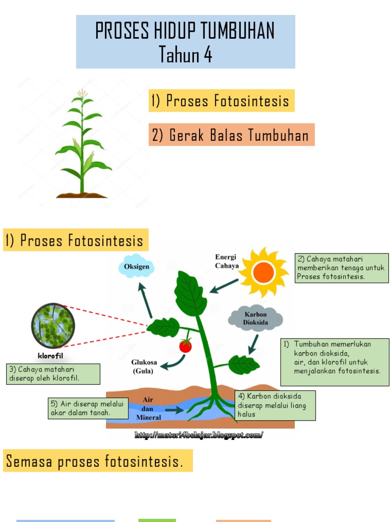 proses hidup tumbuhan tahun 4