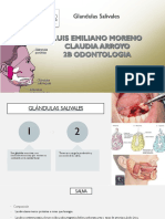 Glandulas XD.pptx