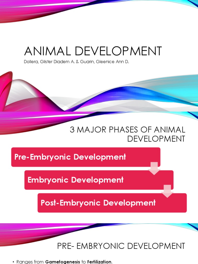 ANIMAL DEVELOPMENT Reporting | PDF | Science & Mathematics