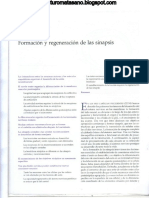Formación y Regeneración de Sinapsis PDF