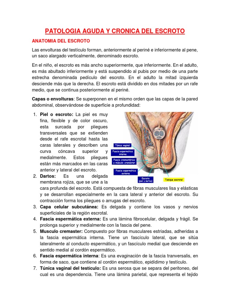 Anatomía y Patología del Escroto | PDF | Testículo | Anatomia animal