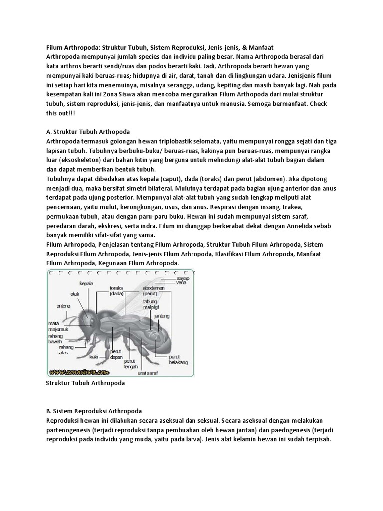 Filum Arthropoda Docx