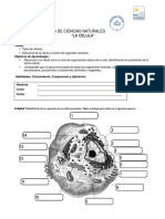 Guia de Actividades de La Célula 8° Básico Modificada 2019