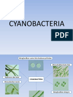 Cyanobacteria