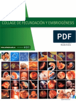 Collage de Fecundacion y Embriogenesis