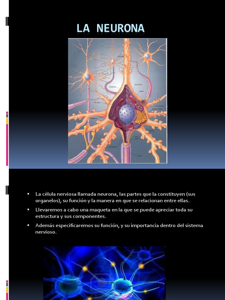 Estructura y Función de las Neuronas | PDF | Neurona | Sistema nervioso