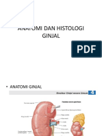 Anatomi Dan Histologi Ginjal