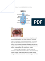 Organ Pada Sistem Imun Manusia