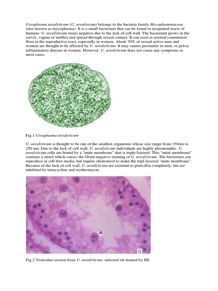 Ureplasma és prostatitis