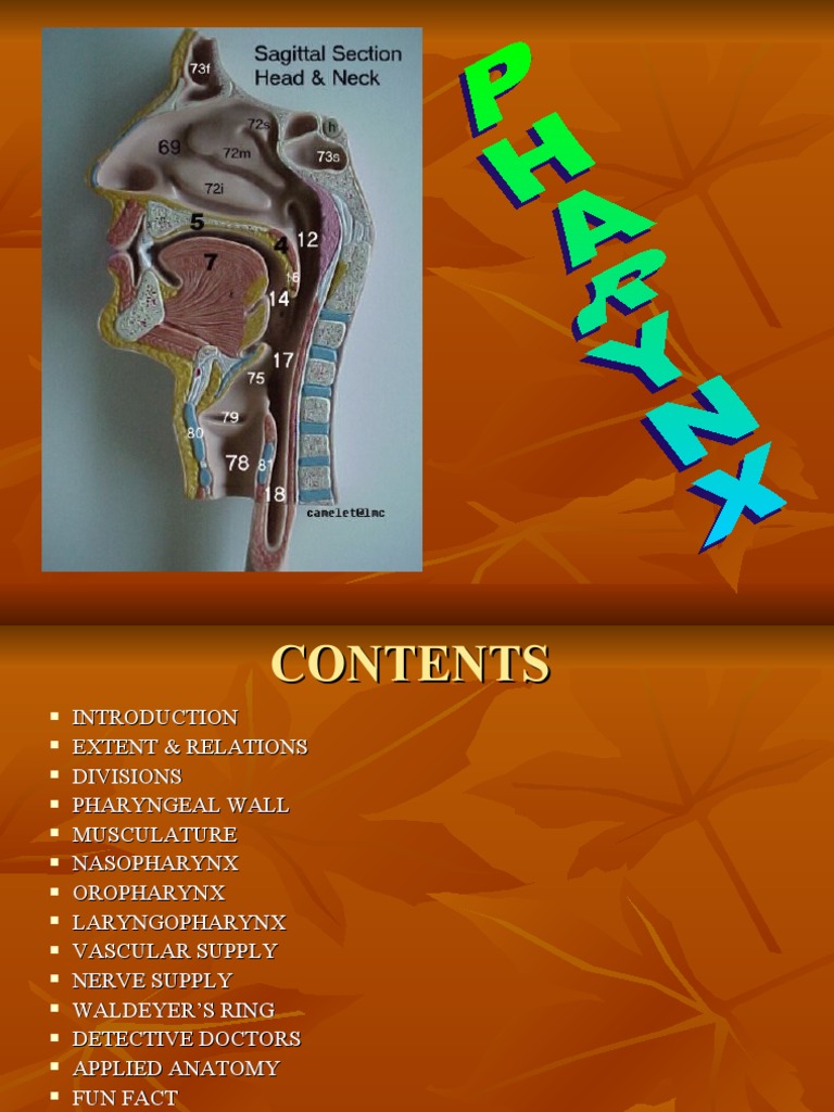 Pharynx Anatomy and Function Overview | PDF | Larynx | Respiratory System