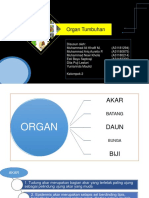 Organ Pada Tumbuhan