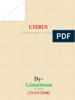 Uterus - Anatomy