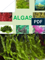 Algas: Vida en la Tierra