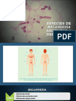 Especies de Malassezia Asociadas a Dermatosis