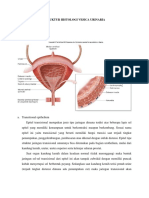 Struktur Histologi Vesica Urinaria