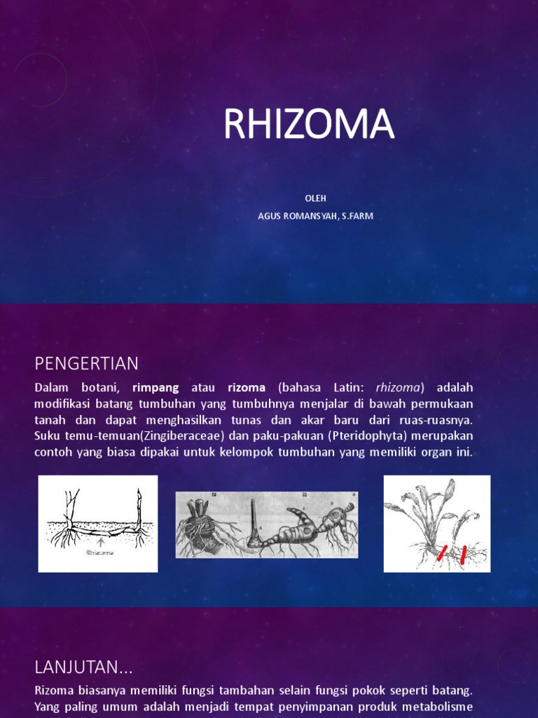 Pengertian dan Jenis Rhizoma Tumbuhan | PDF