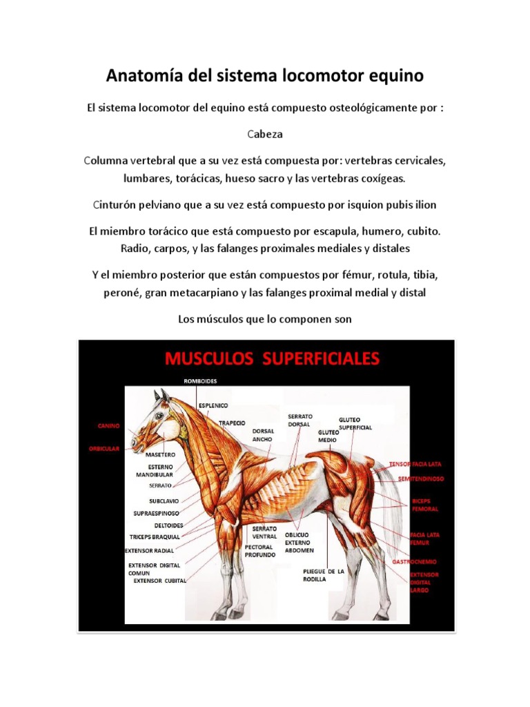 Anatomía Específica de Aves: Aspectos Funcionales y Clínicos (06) - Studocu, image size:768x1024