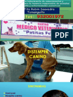 Distemper Canino