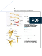 Osteología miembro superior: huesos y articulaciones