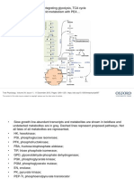 Intermediates and Shikimic Acid Metabolism With PEA ... : Figure 8. A Pathway Model Integrating Glycolysis, TCA Cycle