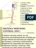 Anatomia General Del SNC