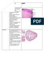 Histología Apa Digestivo