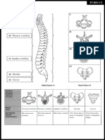 Types of Vertebrae and Structure of Joints