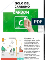 Ciclo Del Carbono