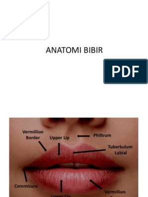 28+ Nama Anatomi Bibir