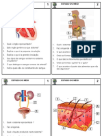 Ficheiro de Estudo Do Meio - Corpo Humano