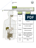 sistema digestivo 8º.docx