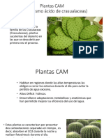 Plantas CAM